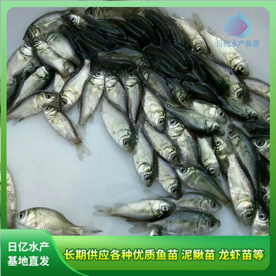 產品圖片_廣州市花都區赤坭日億水產魚苗養殖場