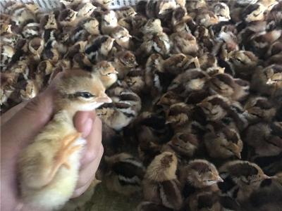 湖北靠譜的仙居雞養殖收費標準