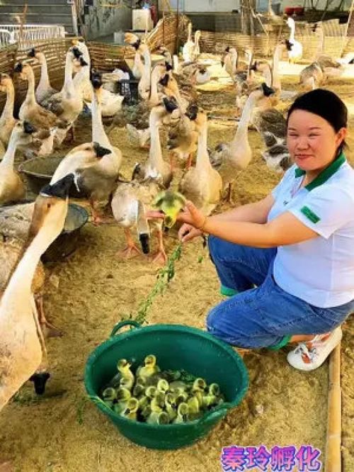 農村動物 家禽 動物隨手拍 雞 養殖