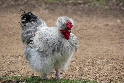 全面禁止食用野生動物,特種養殖何去何從