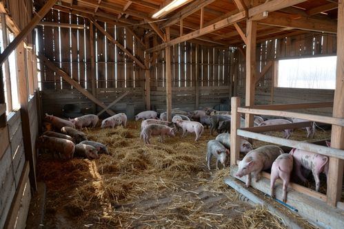 家禽家畜家豬養殖圖片 攝影圖 下載至來源處