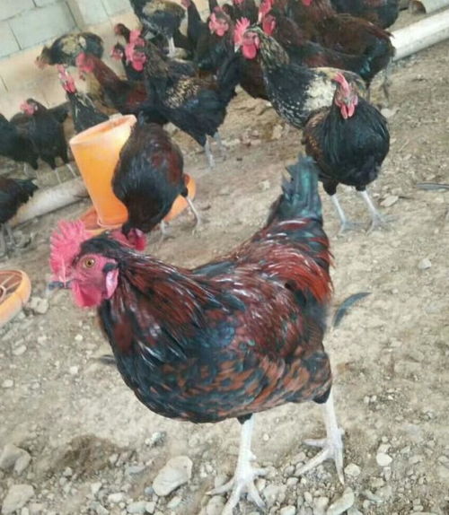 快進入冬天了,散養土雞如何擺脫冬季常見疾病