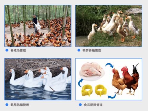 家禽養殖戶如何利用rfid電子腳環實現智能化管理