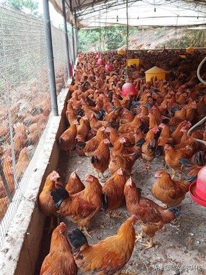 家禽養(yǎng)殖業(yè)市場低迷不賺錢,運(yùn)用部分發(fā)酵飼料扭虧為盈