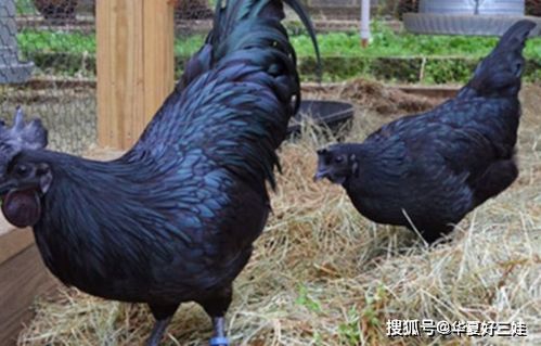 世界上最黑的雞,曾炒到40萬(wàn)一只,土豪想吃都要 三思后行