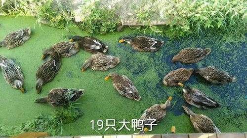 野外遇到19只大鴨子,長(zhǎng)得那么大,真擔(dān)心半夜有人來(lái)組隊(duì)