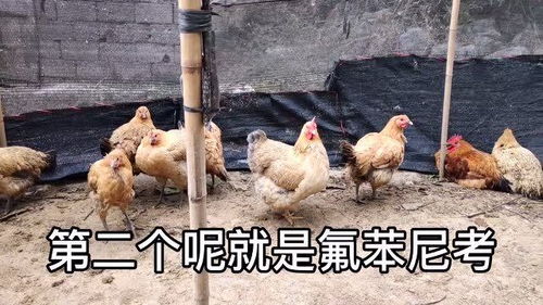 家禽常見的幾種病蟲,養雞人一定要知道,應該如何防治