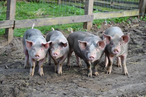 飼養豬家禽家畜圖片 攝影圖 下載至來源處