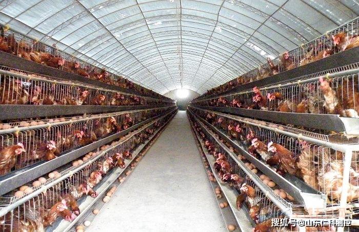 智慧家禽養殖:雞舍環境監控系統_平臺