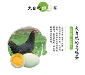 黔東南錦屏特產 散養綠殼雞蛋 烏雞蛋30枚 省內包郵